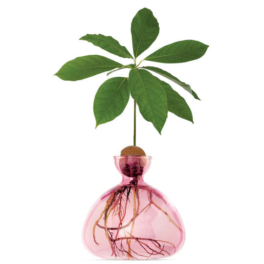 Avocado Vase