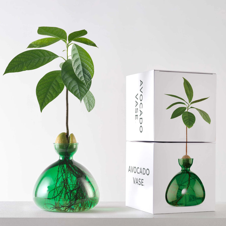 Avocado Vase